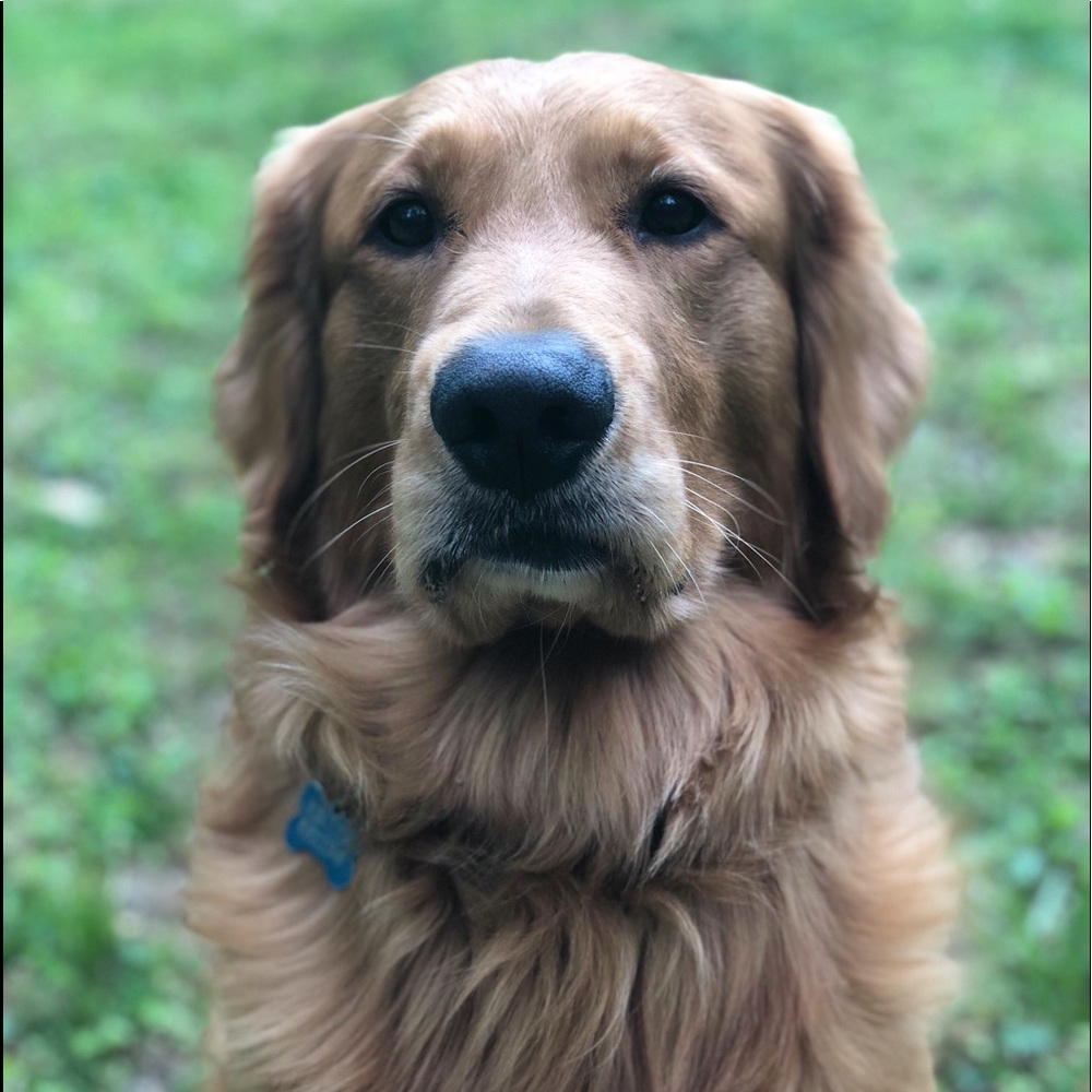 Meet your Posher, Shannon